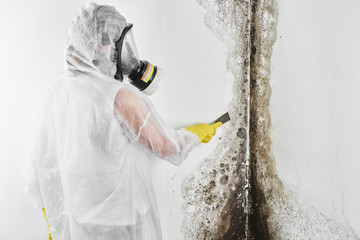 A professional disinfector in overalls processes the walls from mold with a spatula. Removal of...