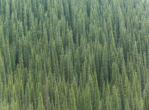 spruce forest pattern; mountain slope  covered with high dense fir trees