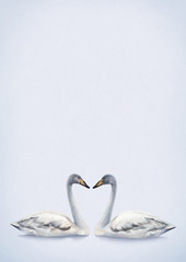 Watercolor illustration of white mute swan. Perfect for invitations
