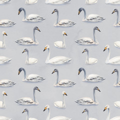 Obraz premium Watercolor illustration of white mute swan. Seamless pattern