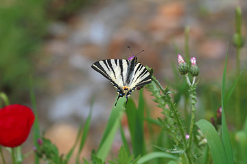 Kanatlarını açmış Erik kırlangıç kuyruk kelebeği ( Iphiclides podalirius ) © mylasa