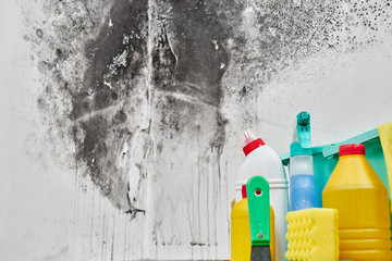 Mold. Aspergillus. Detergents, household gloves, a sponge, a bucket on a white wall background with...
