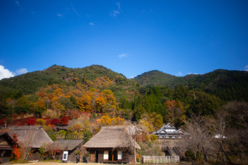 Fototapeta premium 紅葉 モミジとカエデ 宮崎県西米良作小屋周辺13