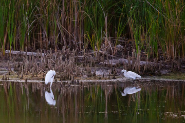 White herons in lake