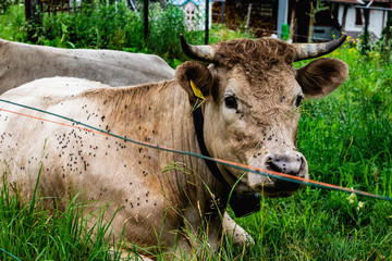 Kuh voller Fliegen zischen Gras