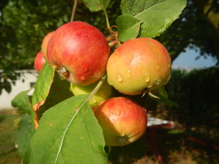 Summer and Autumn Harvest, Gardening
