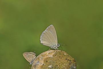 Taş üzerinde Mezopotomya çokgözlüsü  kelebeği ( Polyommatus dama ) © mylasa