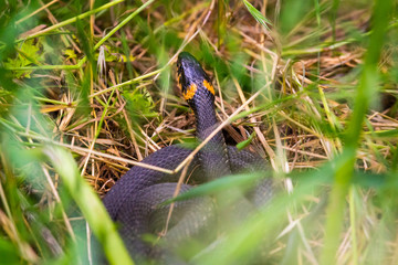 Grass Snake Or Natrix Natrix Adder Raising Head Defensiveness In Forest Early Spring