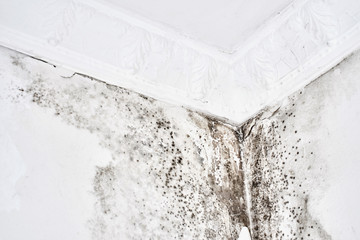 Mold. Aspergillus. Black fungus on a white wall in a corner on the ceiling..