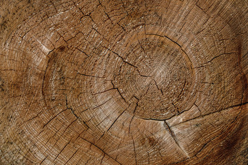 Closeup of textured cut plane of tree log as background