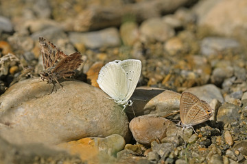 Taş üzerinde kelebekler  © mylasa