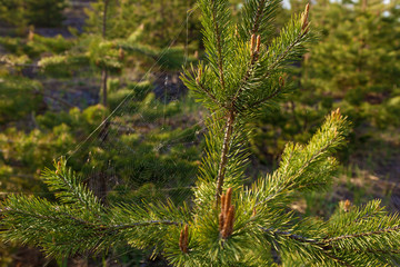 Webs on pine branches