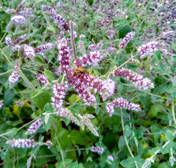 Obraz premium Blossoming lavender, bees are observed in the flowers
