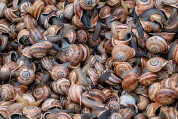 Small sea snails at market still alive
