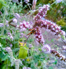 Blossoming lavender, bees are observed in the flowers