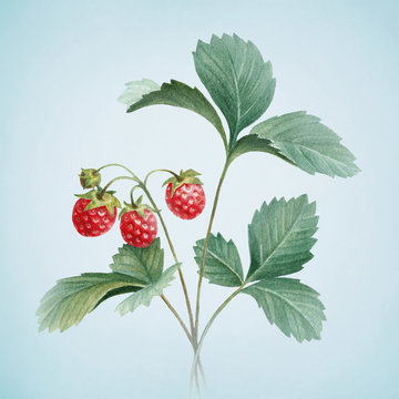 Watercolor illustration of strawberry bush