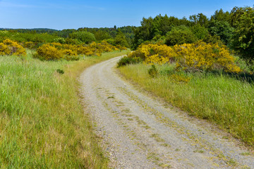 Hiking path in natural reserve of Eifel in Germany as background