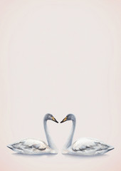 Watercolor illustration of white mute swan. Perfect for invitations
