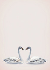 Obraz premium Watercolor illustration of white mute swan. Perfect for invitations