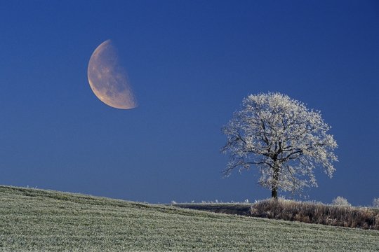 Halfmoon and leafless english oak covered with hoarfrost