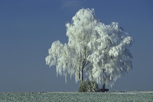 Hoarfrost on birch trees