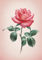 Fototapety  Akwarela ilustracja kwiat róży. Idealny na kartki z życzeniami