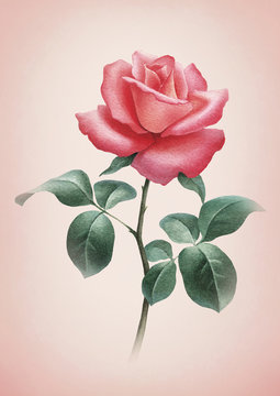 Watercolor illustration of a rose flower. Perfect for greeting cards