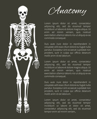 Anatomy Poster and Skeleton Vector Illustration