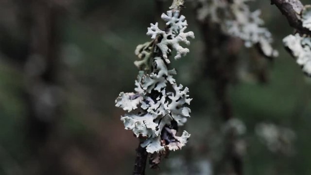Macro shot of lichen on fir trees in wild forest. Concept of wild nature and environment. Closeup. Selective focus,