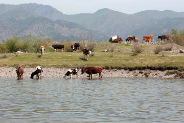 cows grazing on pasture by river