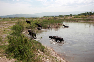 cows grazing on pasture by river
