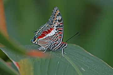 Konya Tropikal kelebek bahçesinde bitki üzerinde bir kelebek ( Charaxes castor )