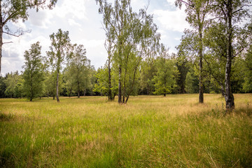 Naturschutzgebiet Weidewald Waldweide Hutewald