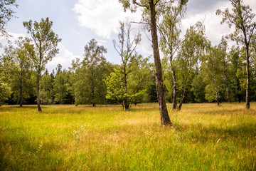 Fototapeta na wymiar Naturschutzgebiet Weidewald Waldweide Hutewald