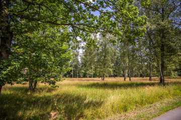 Fototapeta na wymiar Naturschutzgebiet Weidewald Waldweide Hutewald