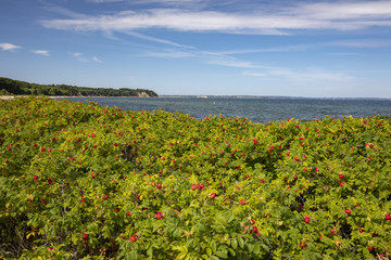 Happy walking by the sea side in Denmark	 ROSA rugosa