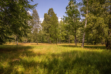 Naturschutzgebiet Weidewald Waldweide Hutewald