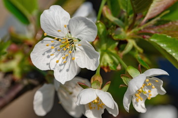 White Cherry flowers in the garden