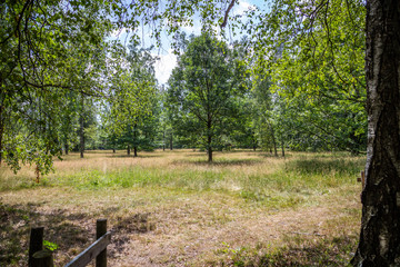 Naturschutzgebiet Weidewald Waldweide Hutewald