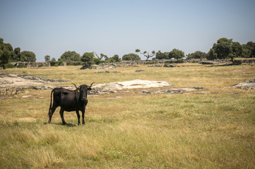 Czarna krowa w Hiszpanii na pastwisku - obrazy, fototapety, plakaty