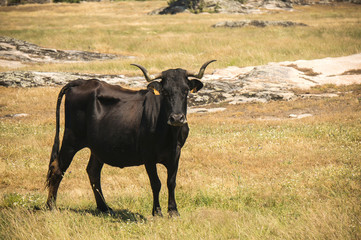 Czarna krowa w Hiszpanii na pastwisku