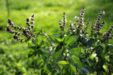 Oregano in the morning garden.