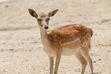 Common female deer or cervus elaphus in a wild sand area 