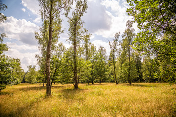 Naturschutzgebiet Weidewald Waldweide Hutewald