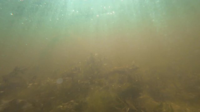 Background of a underwater turbid in shallow water
