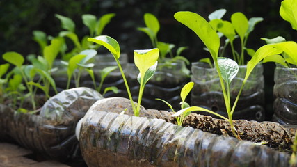 Trees are planted in recycled plastic bottles. Planted in a bottle. Plastic recycle.