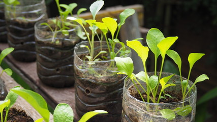 Trees are planted in recycled plastic bottles. Planted in a bottle. Plastic recycle.