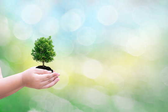 Ecology concept child human hands holding big plant tree with on blurred background world environment 