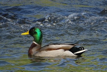 Duck