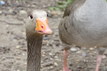 Grey geese